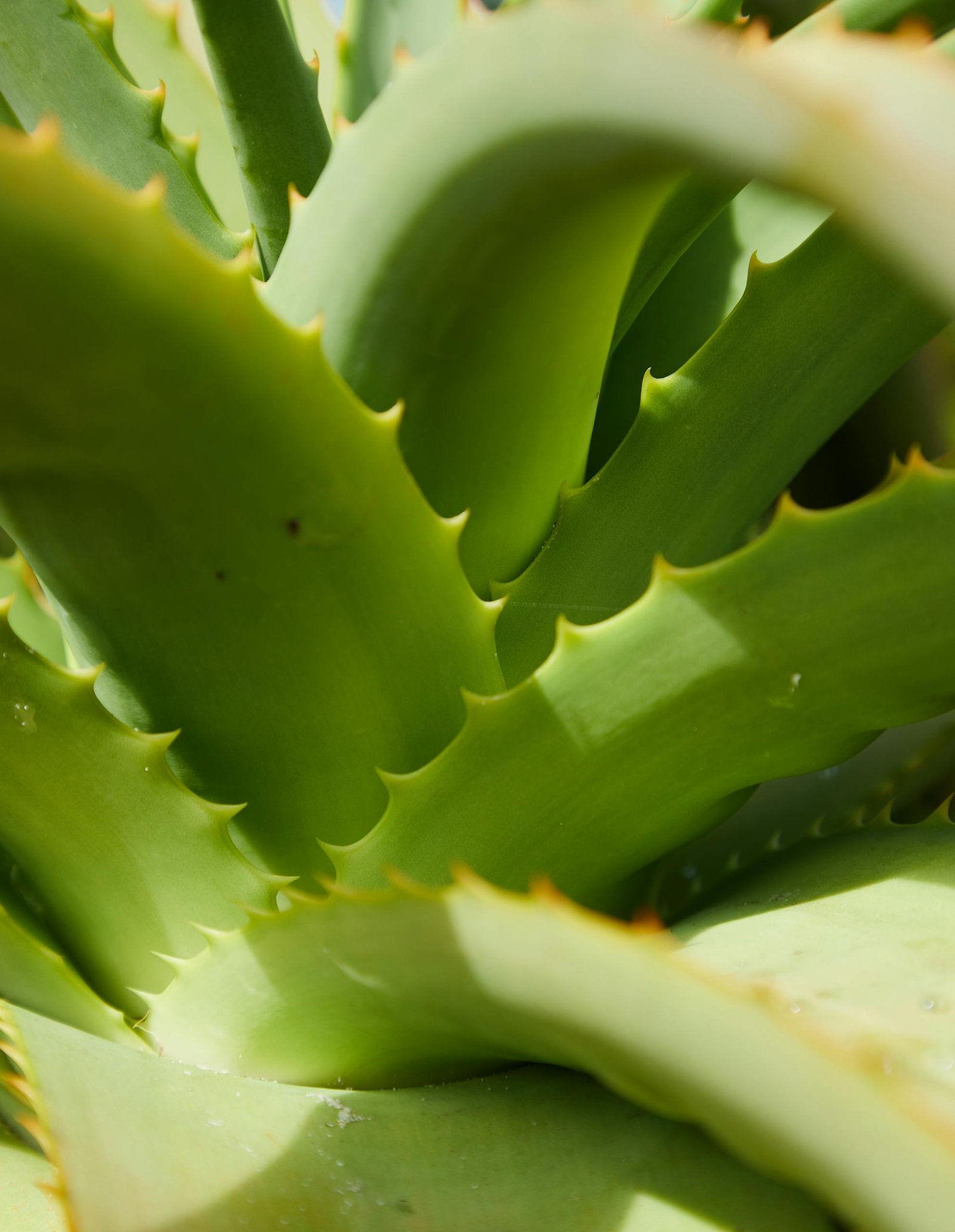 Detailed macro shot of an aloe vera plant showcasing its spiky green leaves, perfect for nature and botanical themes.